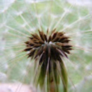 Meet your Posher, Natasha